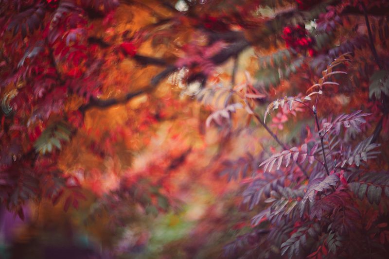 О рыжемphoto preview