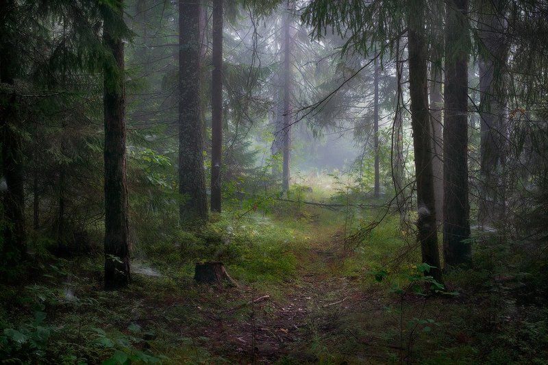 Тропинка...photo preview