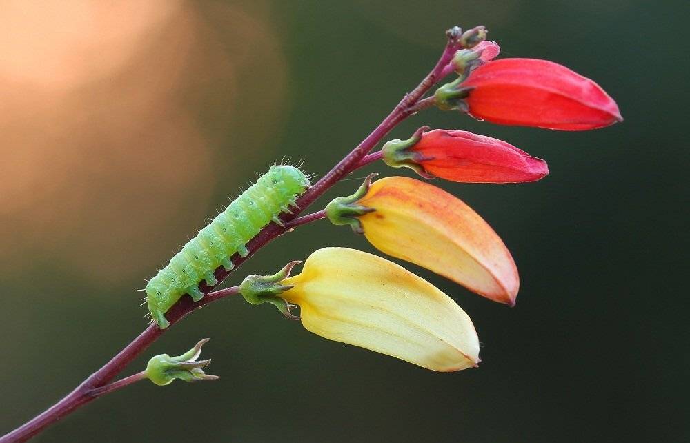 Клювы туканов. Автор: Александр Журавлёв , Александр Журавлёв