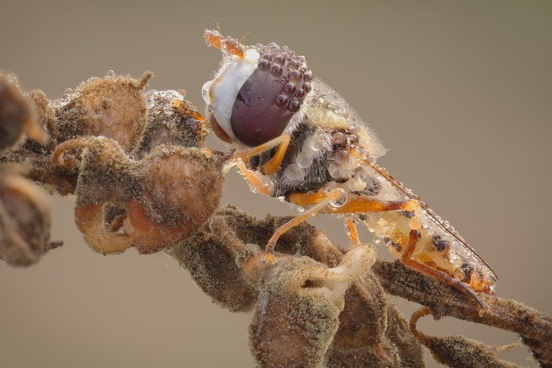 *******photo preview