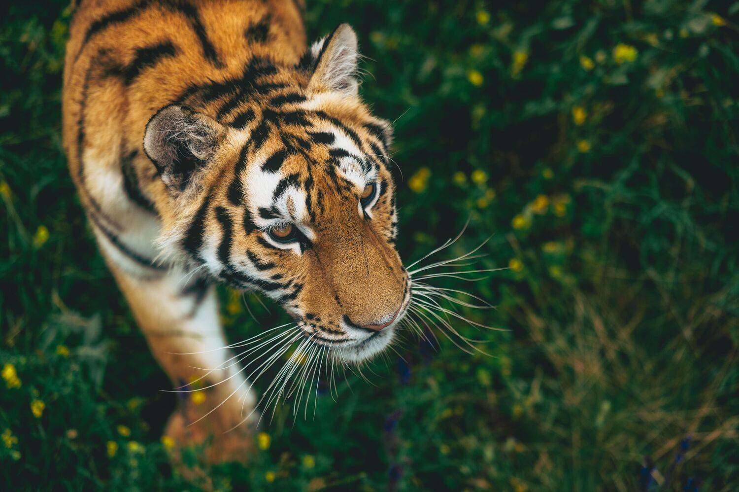 crimea, taigan, tiger, wildlife, cat, animal, safari, nature,, Бугримов Егор