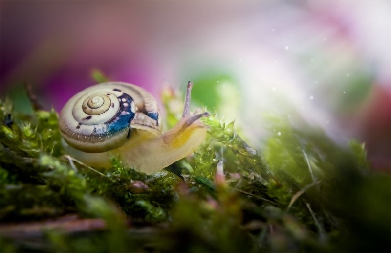 улитка, макро, природа, моллюск Улитка-путешественницаphoto preview