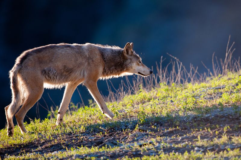 Голодный волкphoto preview