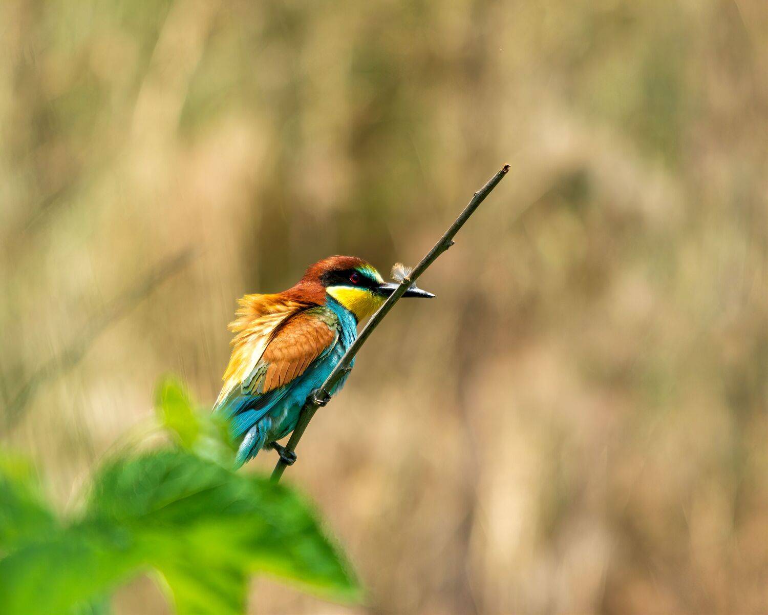 С перышком. Автор: Алексей Рыльский шурка, золотистая, Алексей Рыльский