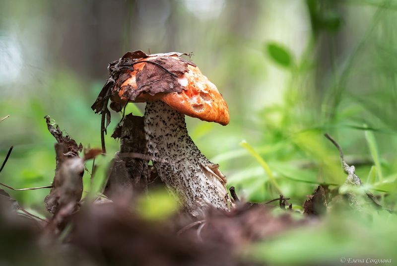 подосиновик, красноголовик, грибы, макро Красноголовикиphoto preview