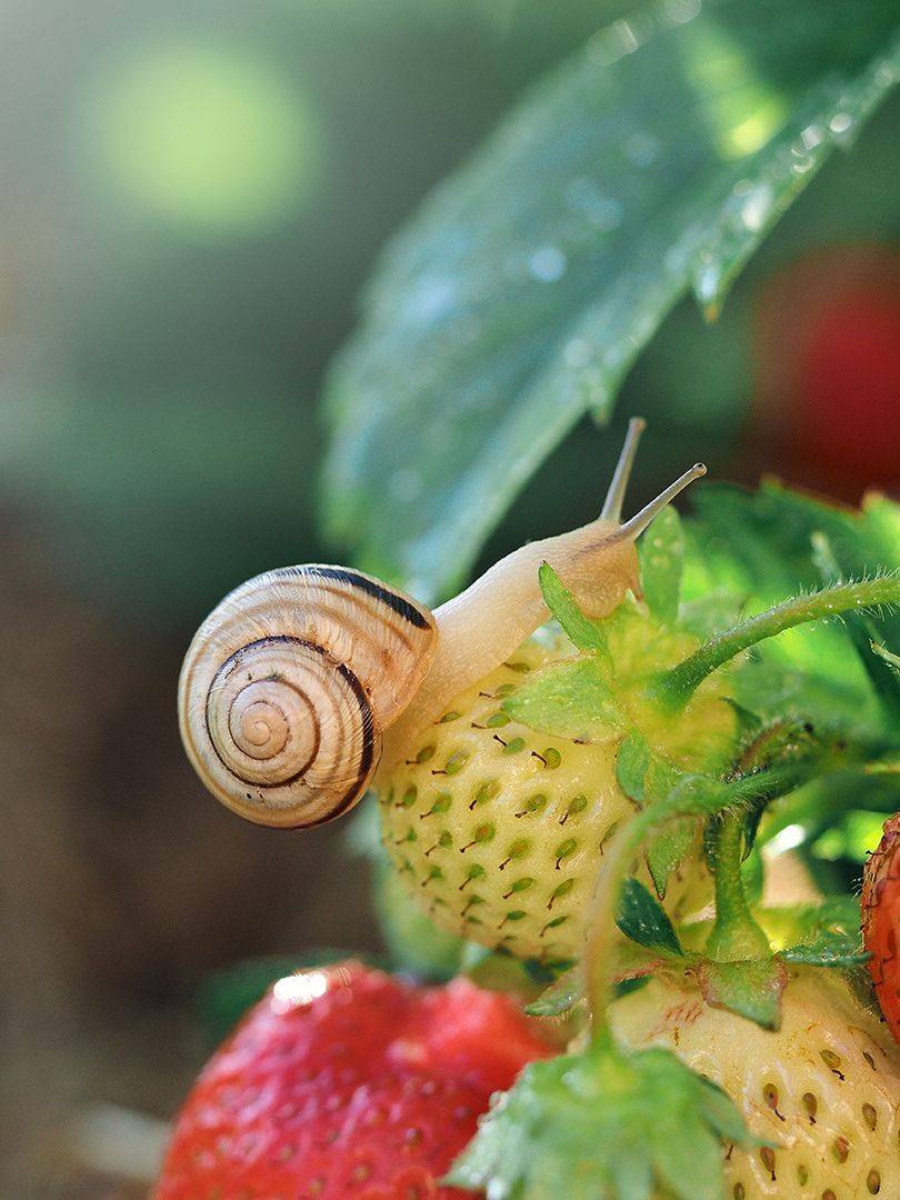 Приключения. Автор: Сергей Калёв , Сергей Калёв