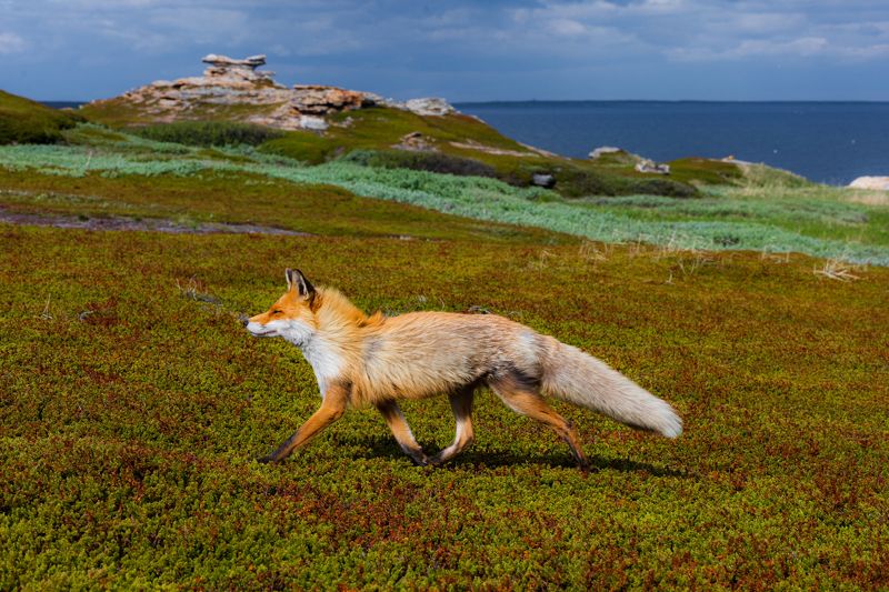 Заполярье, Кольский Хозяйка Заполярьяphoto preview
