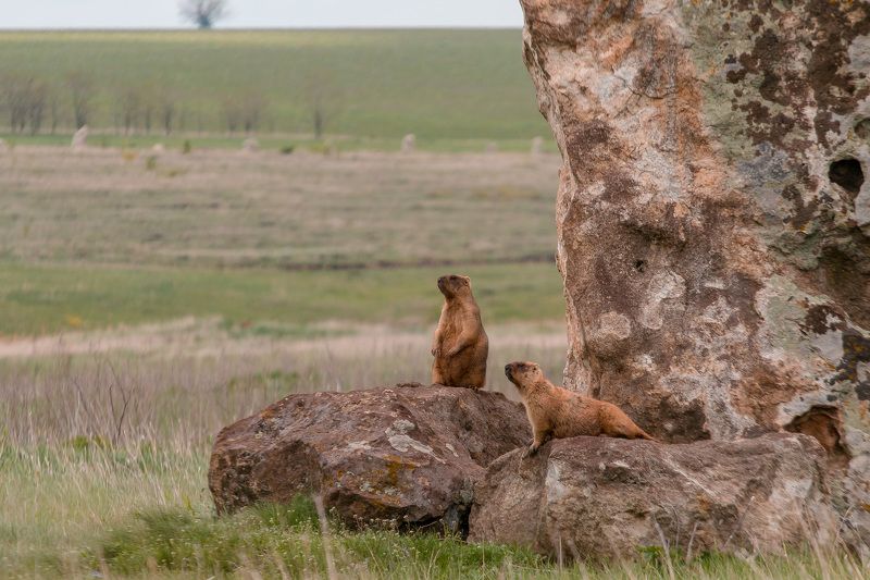 байбак, сурок, природа, bobak, marmot, весна, степь Байбаки (степные сурки)photo preview