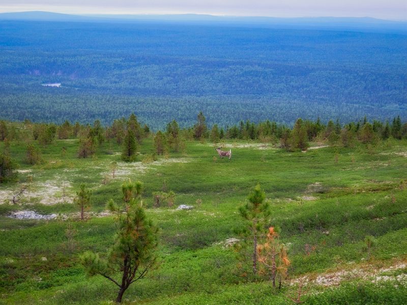 югыд-ва, подчерем, северный урал, тимаиз, север На северной гореphoto preview