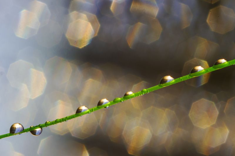 макро, роса, капли, трава, природа, боке На фоне бокеphoto preview