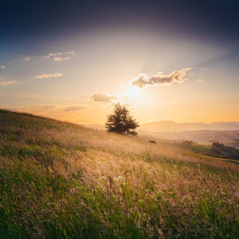 Beskid Sądecki, beskidsadecki, sun, sunset, landscape, photography, warm, clouds, tree, Tullusion, Wola Krogulecka, wolakrogulecka, Barcice, golden hour, square, no people, outdoors, nature, sky, plant The Tree Looking at the Sunphoto preview