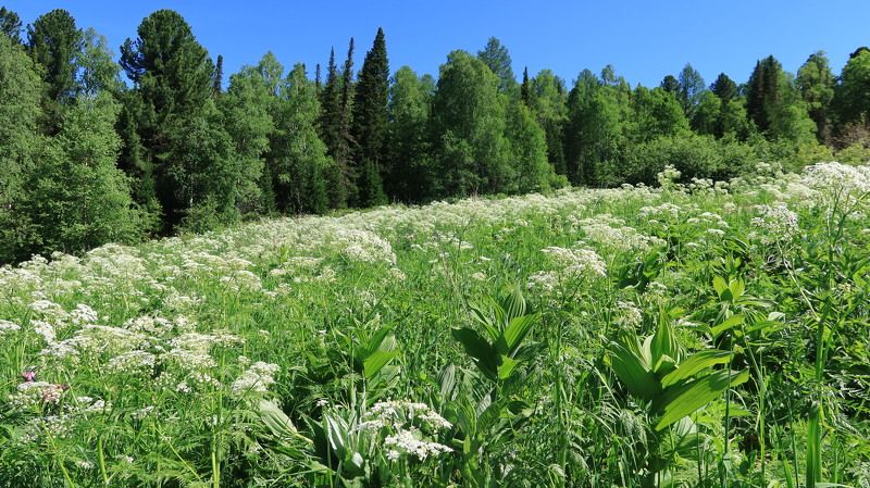 алтай,природа,деревья,цветы Цветущий Алтайphoto preview