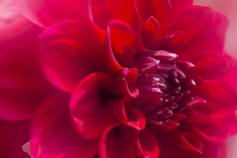 colour, red, nature,flower.macro Daliaphoto preview