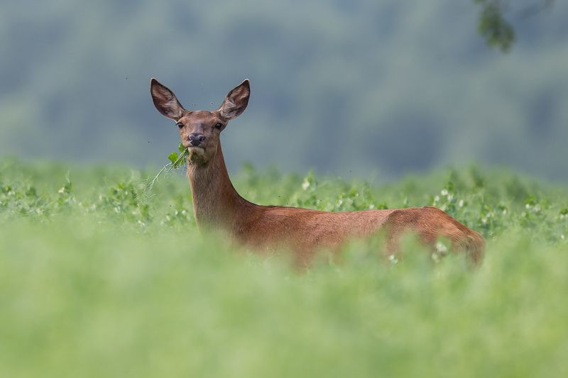 Briezu govsphoto preview