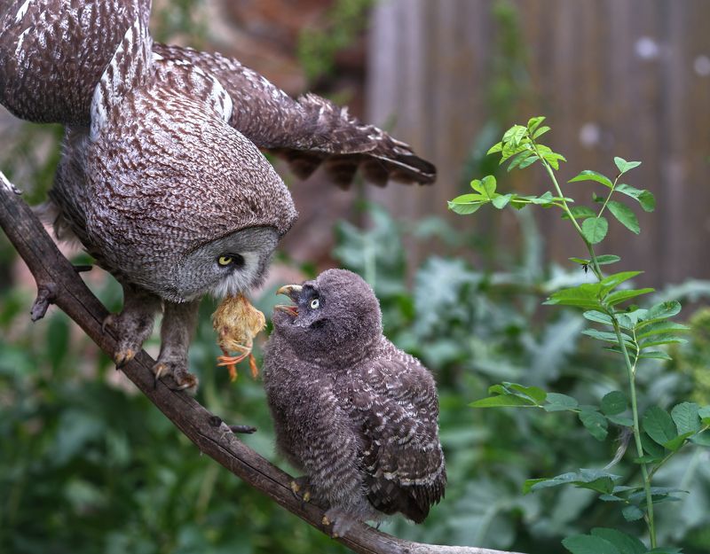 Неясыть бородатаяphoto preview