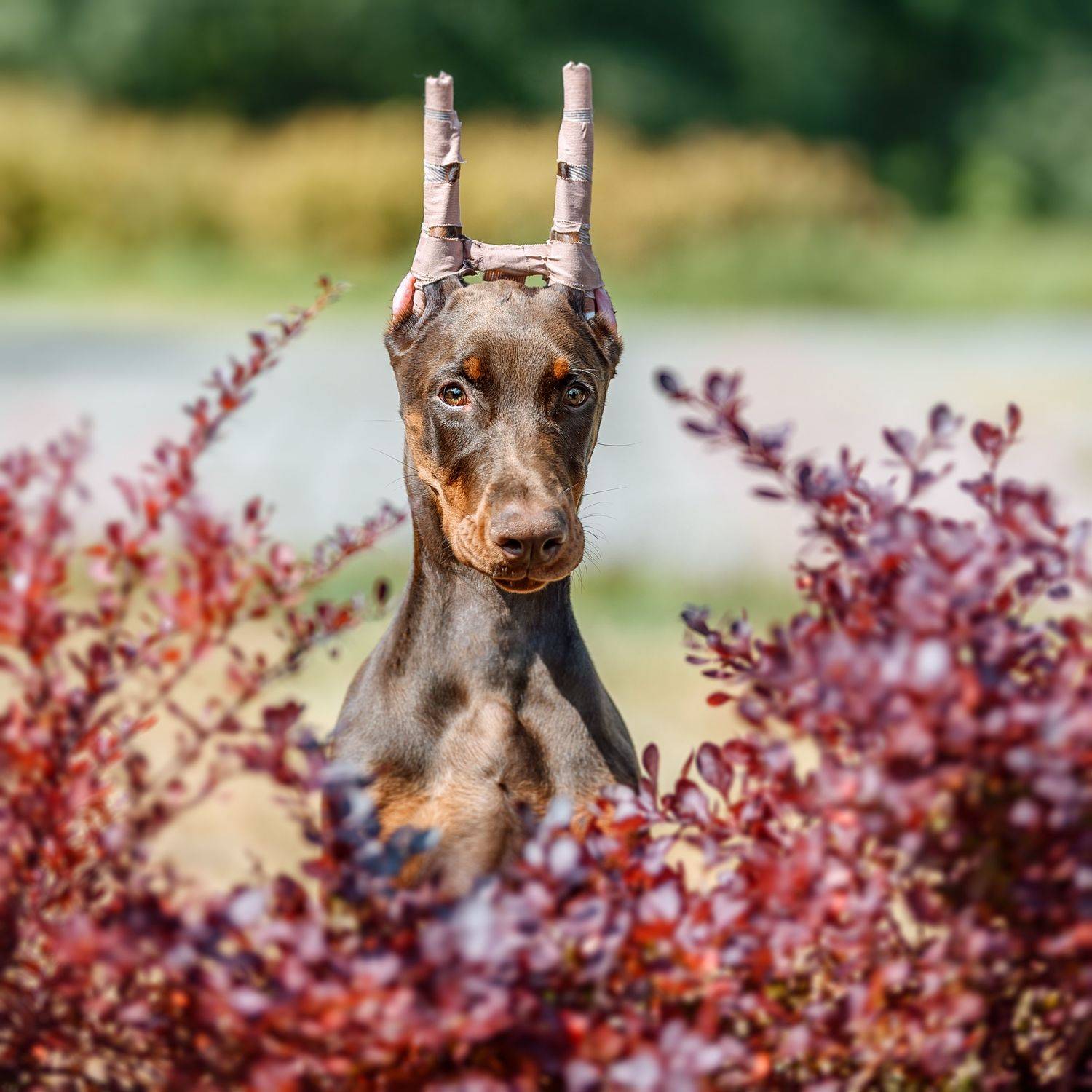 , Коптилина Галина