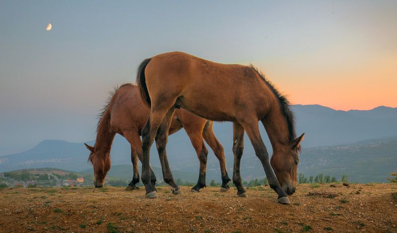 крым, вечер, лошади, закат Крымский вечерphoto preview