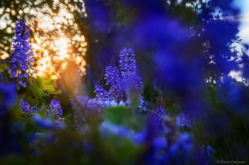 цветы, закат, галега, козлятник Галега лекарственнаяphoto preview