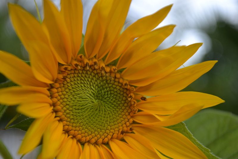 colours,yellow,nature,flower,macro Girasolphoto preview