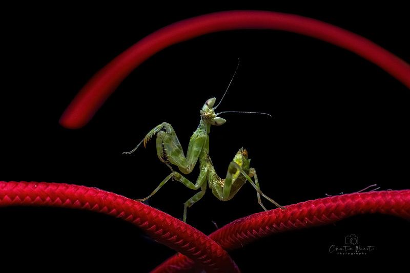 dance, dancing, mantis, macro, red, black, beauty, beautiful, animal, insect, light Dancephoto preview