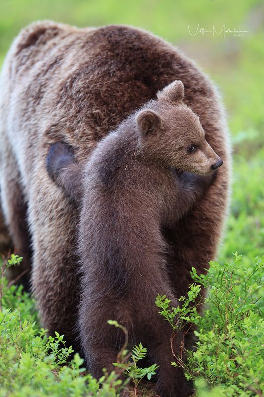 Маам, иди быстрей, за нами уже очередь собралась ... фото превью