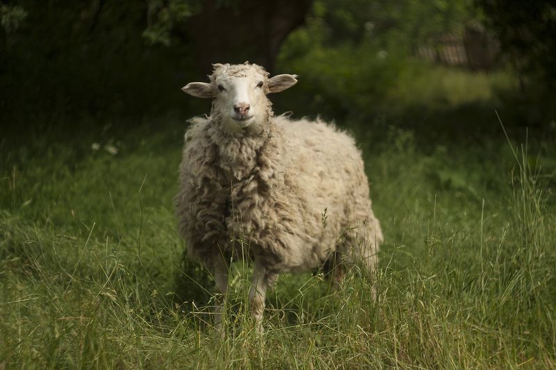 деревня, беларусь старыми тропами фото превью