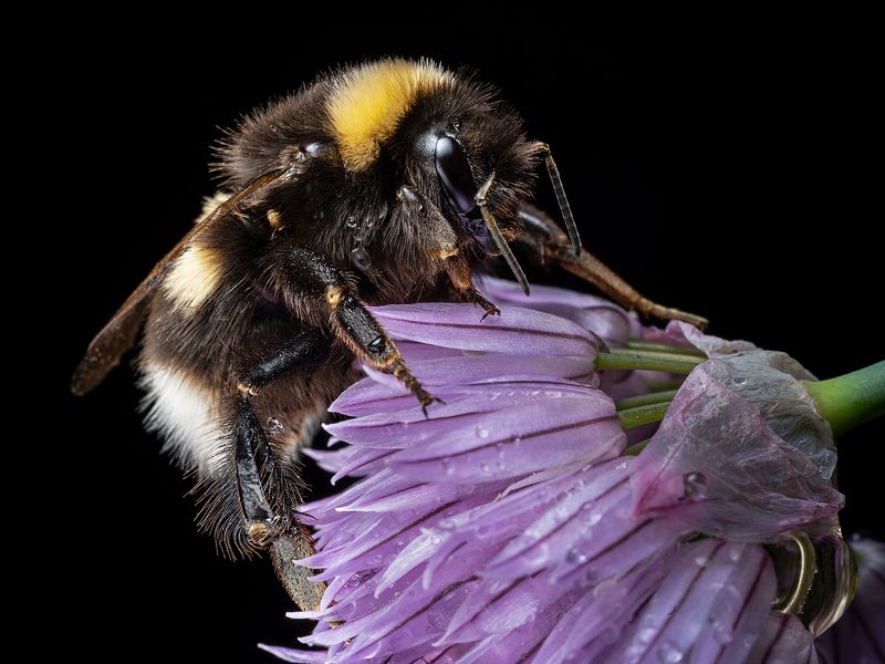 шмель, макро, насекомое, цветок Мохнатый шмельphoto preview