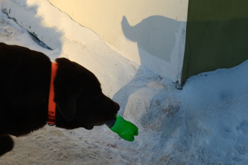 абстракция. Пёсphoto preview