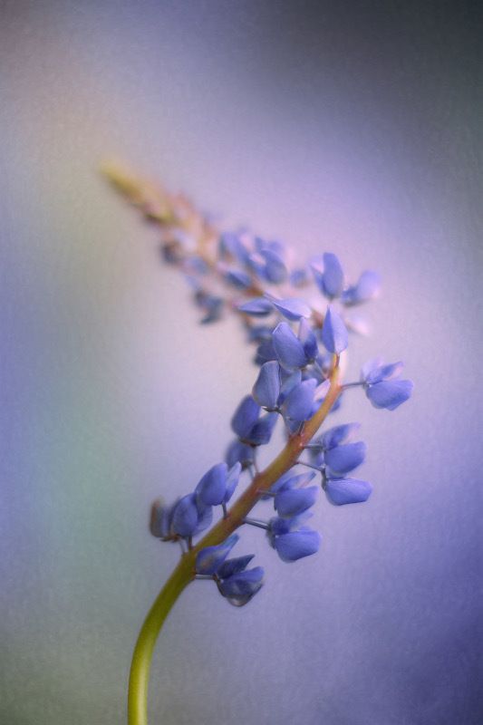 цветы,  люпин, лето, сирень,  макро,  природа Люпинphoto preview