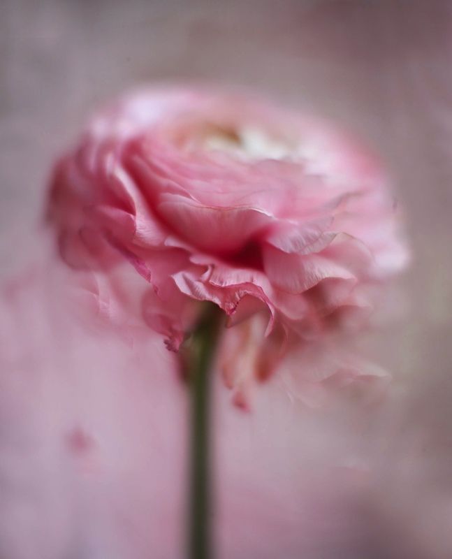 весна, нежность, цветы, натюрморт, макро, природа , красота Безмятежностьphoto preview