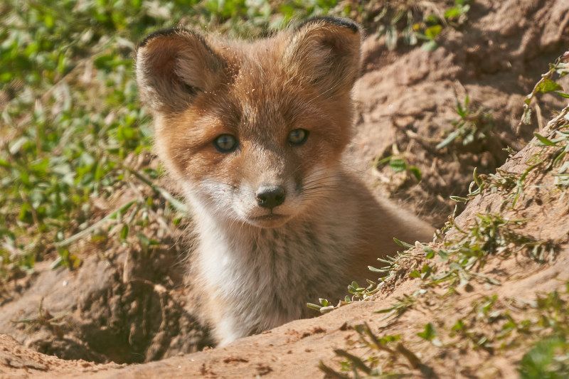 Лисенок (Лен.обл., Гатчинский р-н, май 2022)photo preview