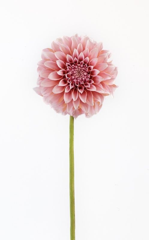 георгина, цветы, природа photo preview