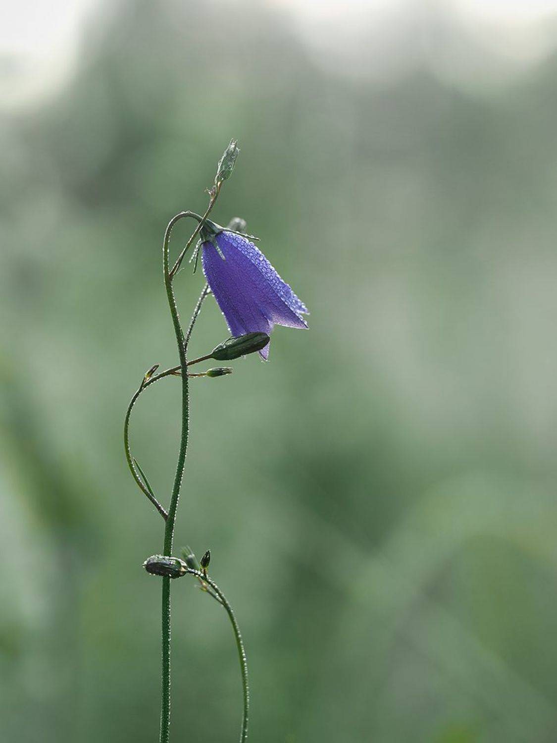 ***. Автор: Сергей Калёв , Сергей Калёв