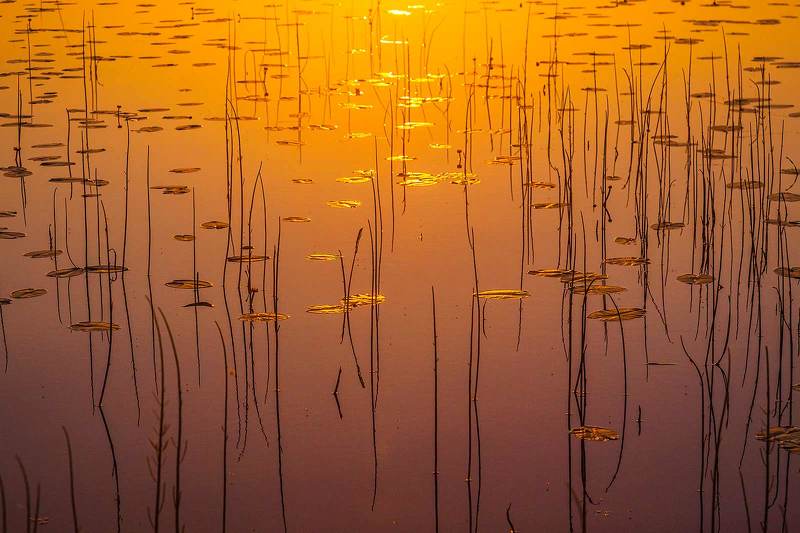 Золото закатаphoto preview