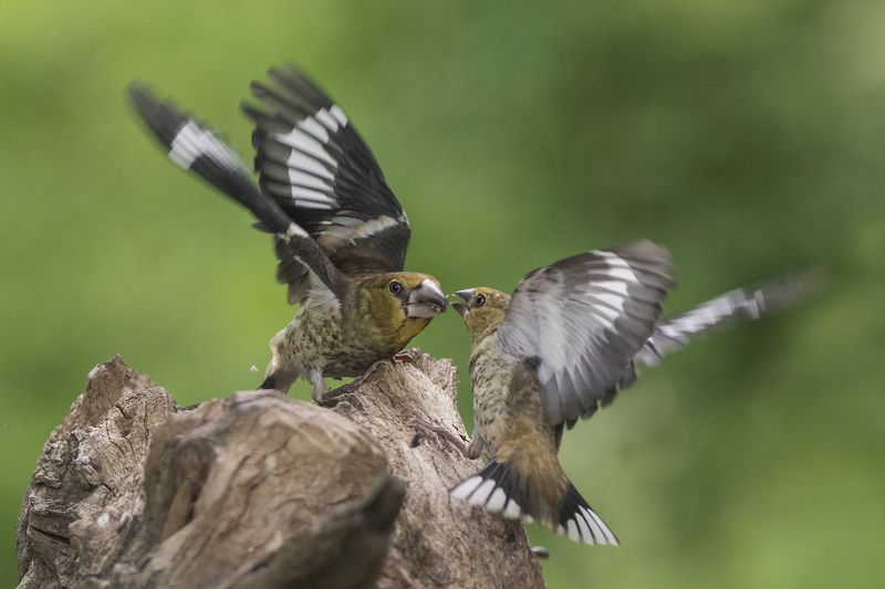 Дубоносыphoto preview