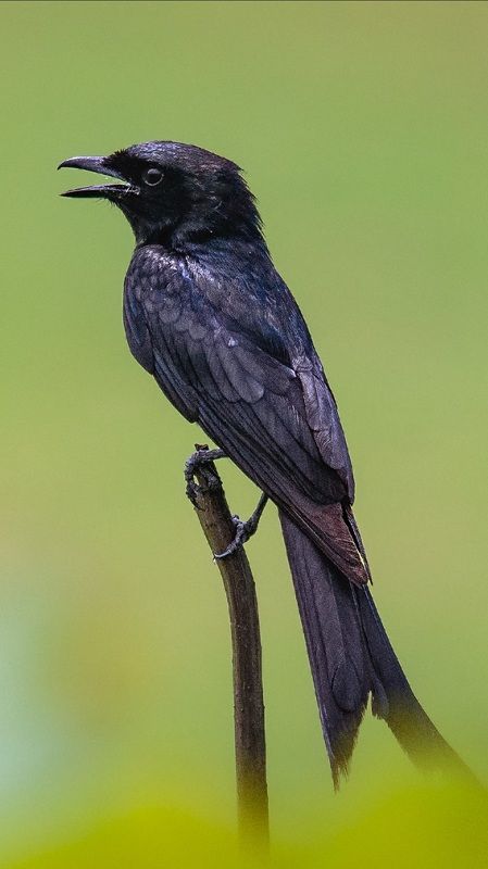 dicrurus macrocercus Dicrurus macrocercusphoto preview
