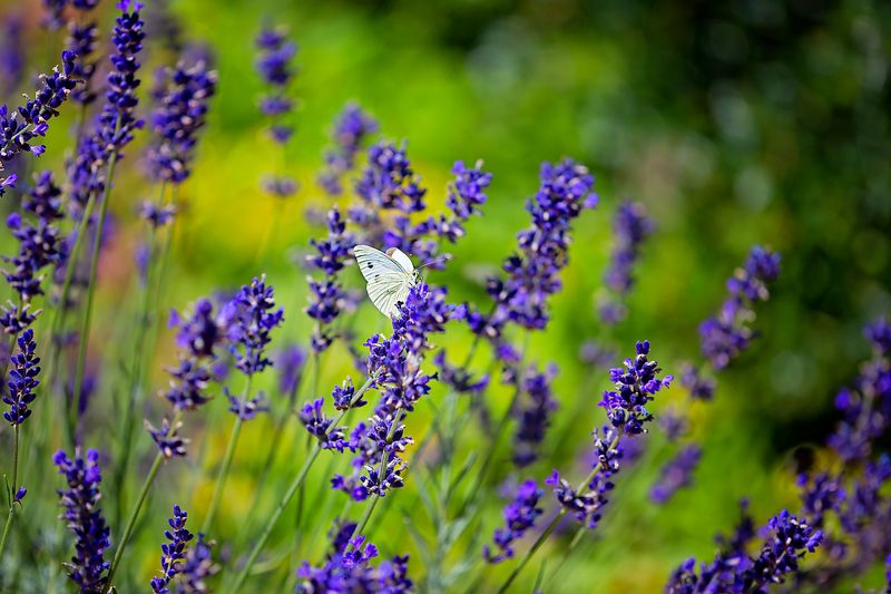 Бабочка и лавандаphoto preview