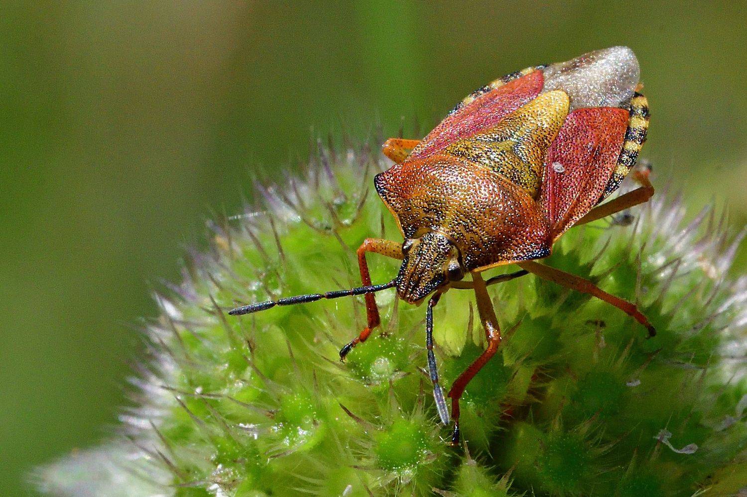 Автор: Корнейчук Игорь , Корнейчук Игорь