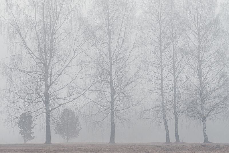 Берёзыphoto preview