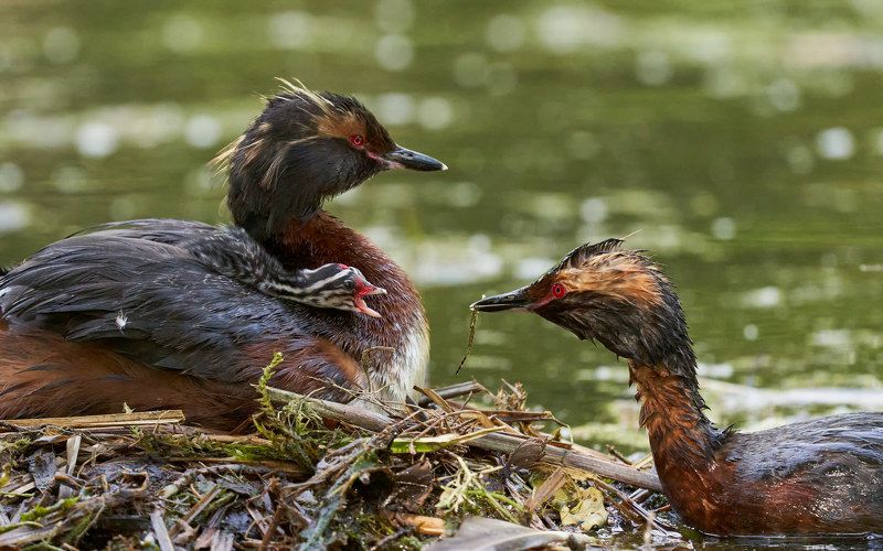 Красношейные поганки с птенцом (Лен.обл, Гатчинский р-н, июль 2022)photo preview