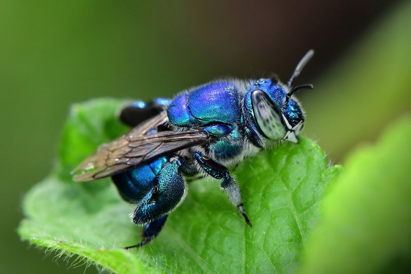 abelha, denis moura, mogi das cruzes, brasil, bee Save the beesphoto preview