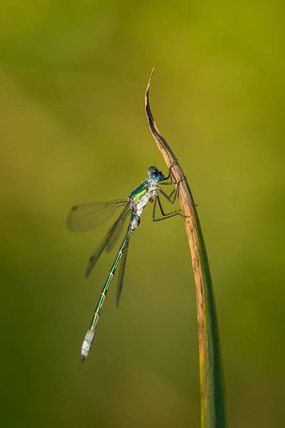 ,  Светослав Радков