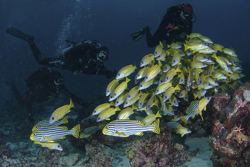 мальдивы, дайвинг, сладкогубы сладкогубы фото превью