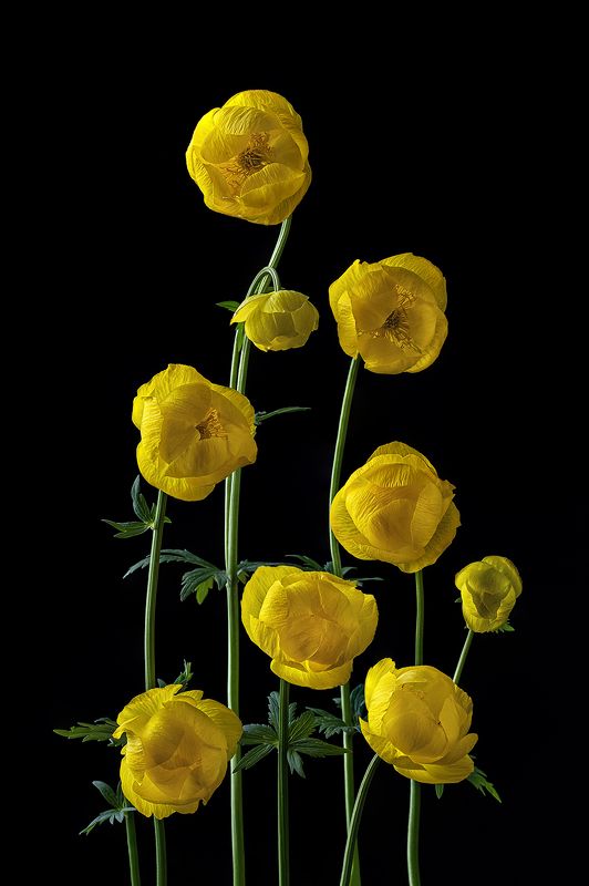 цветы, купальница, цветок, флора, природа, желтый, лепестки, листья, цветение Купальницаphoto preview