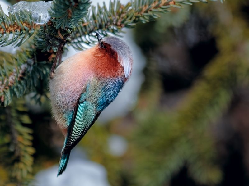 Leptopoecile elegansphoto preview