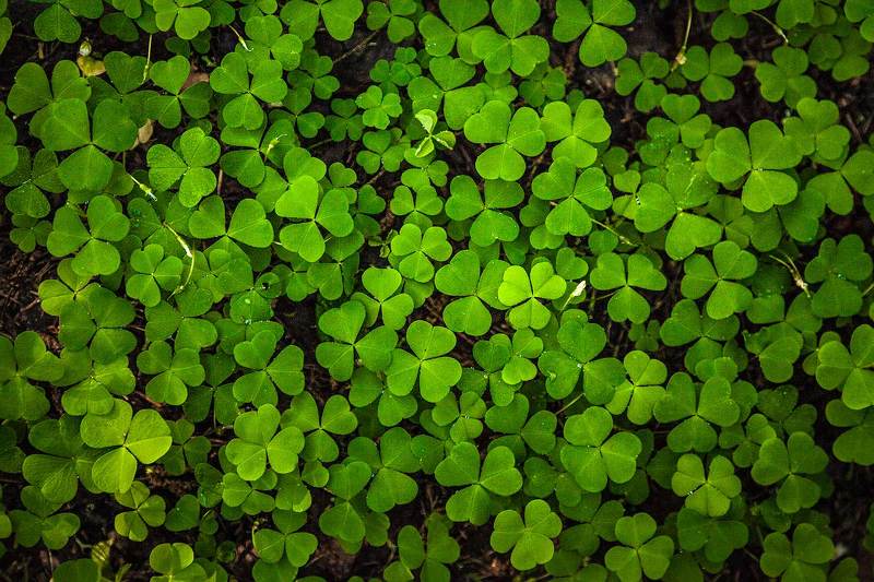 Кислица фото превью