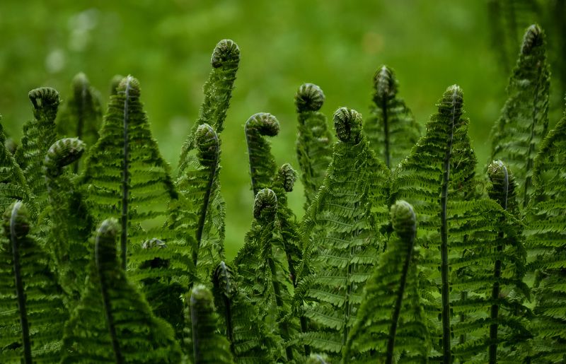 весна, природа, тишина, россия, питер, город, парк Другие.photo preview