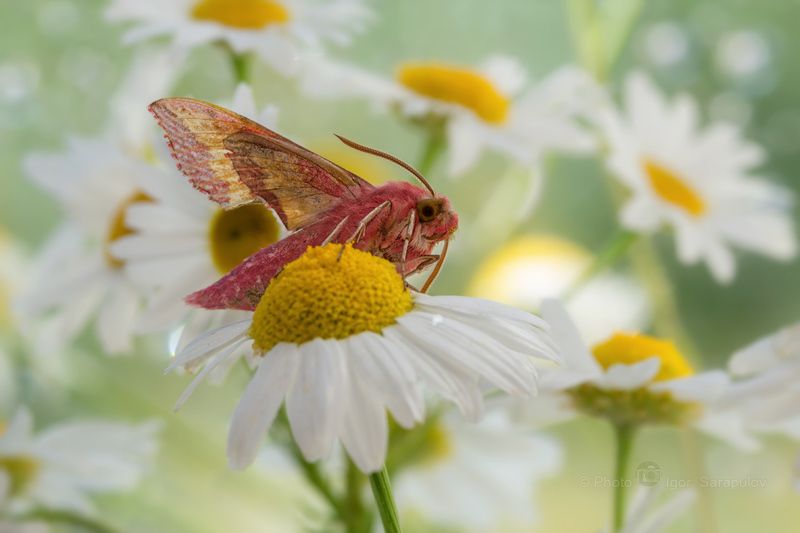 фотоохота, ромашки, макросъёмка, макро, бражник винный, бражник, macro, kwanon photo, deilephila elpenor, Бражник винныйphoto preview