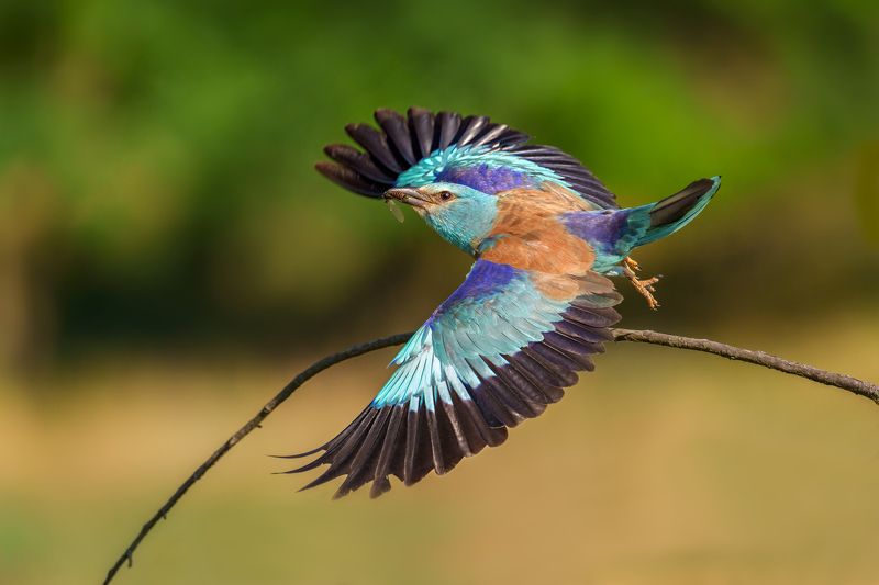 European roller (Coracias garrulus)...photo preview