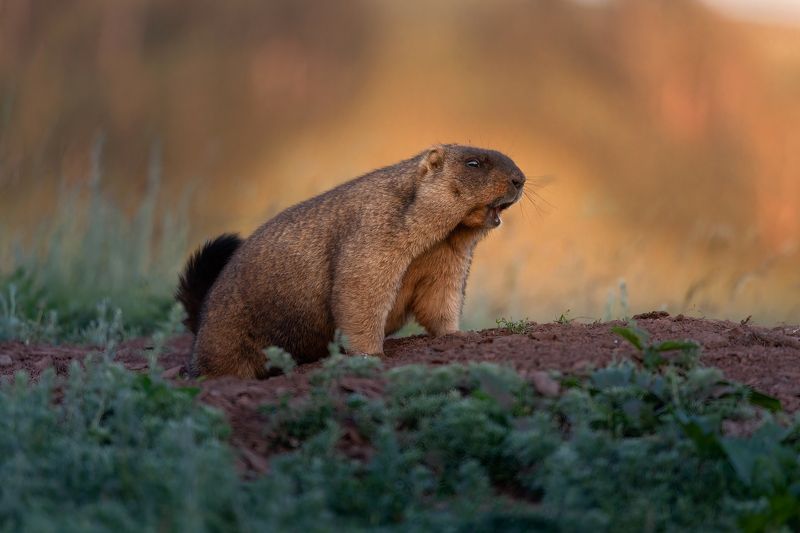 Байбакphoto preview